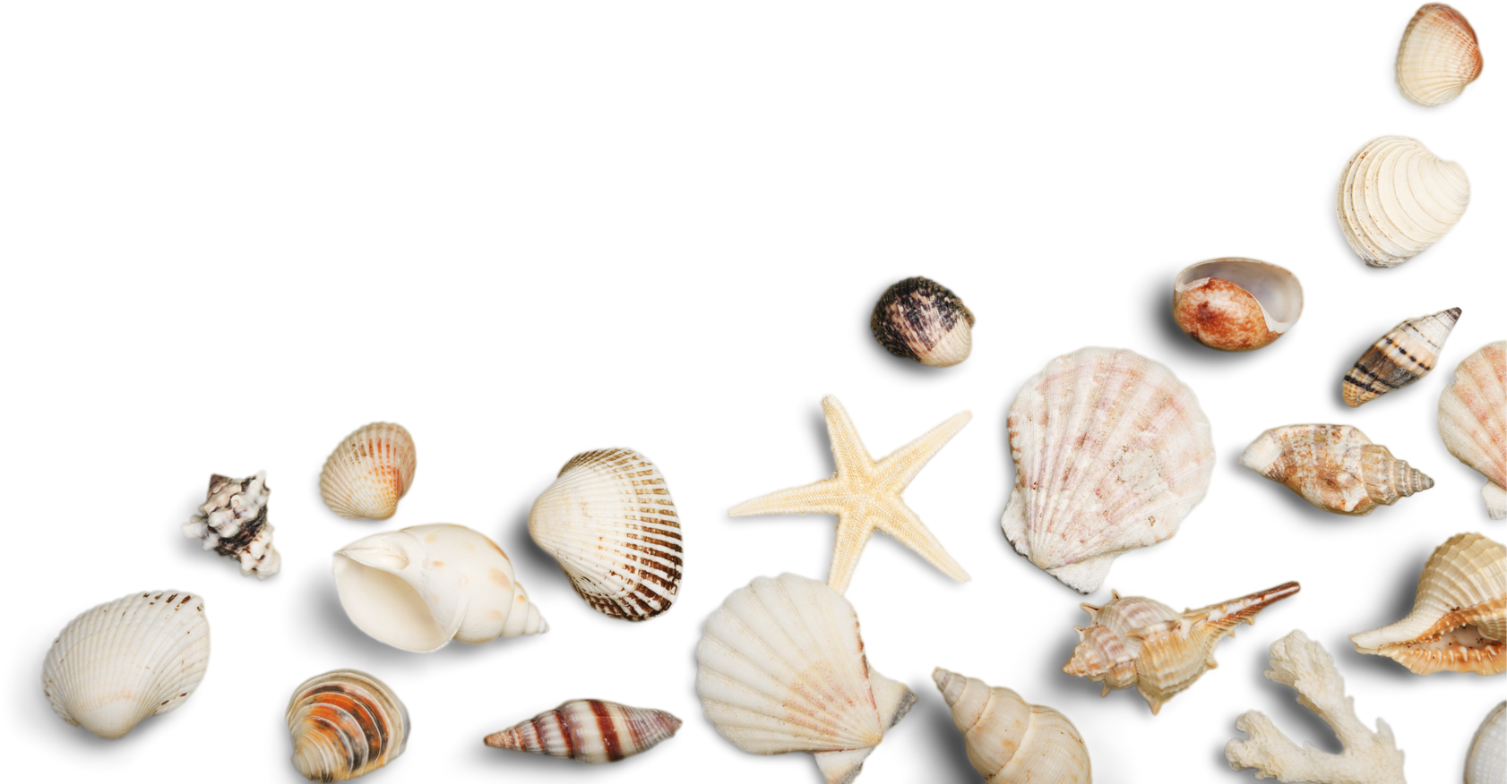 Group of Shells